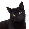 Avatar of frezzingcat3