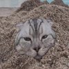 Avatar of MischievousFella