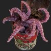 Avatar of Mad Octopus Laboratories