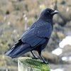 Avatar of sussycrow