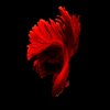 Avatar of Aquarium plants and other stuff