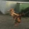 Avatar of kakadrako99