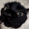 Avatar of cagedcrow
