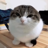 Avatar of Mikkster