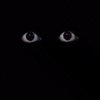 Avatar of lessRipped