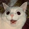 Avatar of Hailey.....