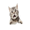 Avatar of rexdangerously