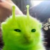 Avatar of valeggy