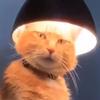 Avatar of Peter_268