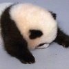 Avatar of momechen