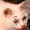 Avatar of Nyina Niks