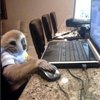 Avatar of ItsJustCat
