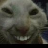 Avatar of godswilltestacc