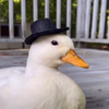 Avatar of DuckyModels