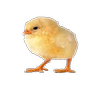 Avatar of elpollo64
