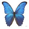 Avatar of inoueRYO
