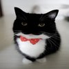 Avatar of sumthing0v0
