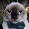 Avatar of Cat
