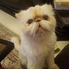 Avatar of Feodor.Theodore