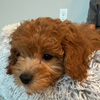 Avatar of The Golden Cavapoo