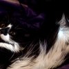 Avatar of CassieCat20