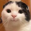 Avatar of bbibbim_bap