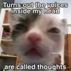 Avatar of Mr Voices In My Head