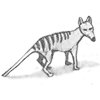 Avatar of thylaxene