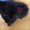 Avatar of nyxne