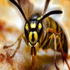 Avatar of Wasp Removal Perth