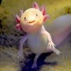 Avatar of personwholikesaxolotls