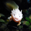 Avatar of Cinzambie