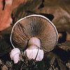 Avatar of mushroomspores56