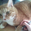 Avatar of ranawhisker