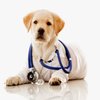 Avatar of Ultra K9 Pro Dog Health