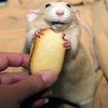 Avatar of Capybara448