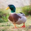 Avatar of a4578036