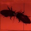 Avatar of dictyoptera_roach