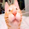 Avatar of nicolinocs
