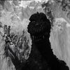 Avatar of Kingodran