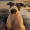 Avatar of Buttermecup