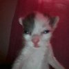 Avatar of extam
