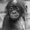 Avatar of Old Wise Chimp