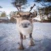 Avatar of rdeer