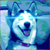 Avatar of Reverse