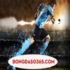 Avatar of bongdaso365