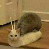 Avatar of blendercat2