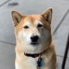 Avatar of cooperinaction
