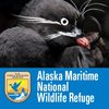 Avatar of Alaska Maritime National Wildlife Refuge