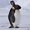 Avatar of adelinux
